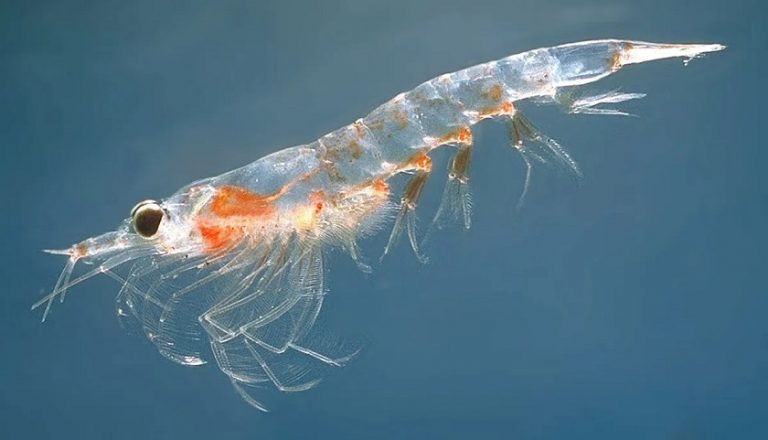 Arriba al Puerto de Montevideo buque con 12 mil toneladas de krill