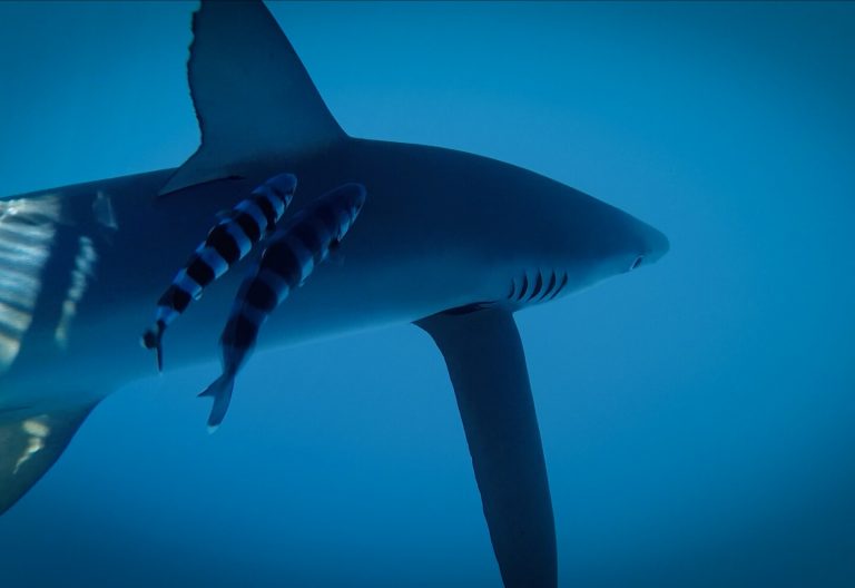 ¿Usted come tiburón? La crítica realidad de estos animales en aguas uruguayas