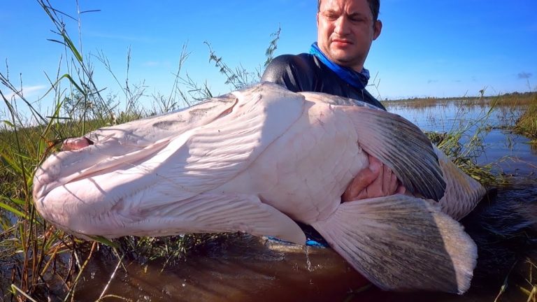 Un pirarucú de 2,5 metros le «estalló» la boca al hombre que intentó pescarlo en el Amazonas