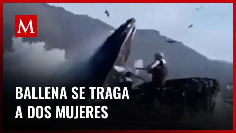 Dos mujeres fueron engullidas por una ballena en Estados Unidos: resultaron ilesas