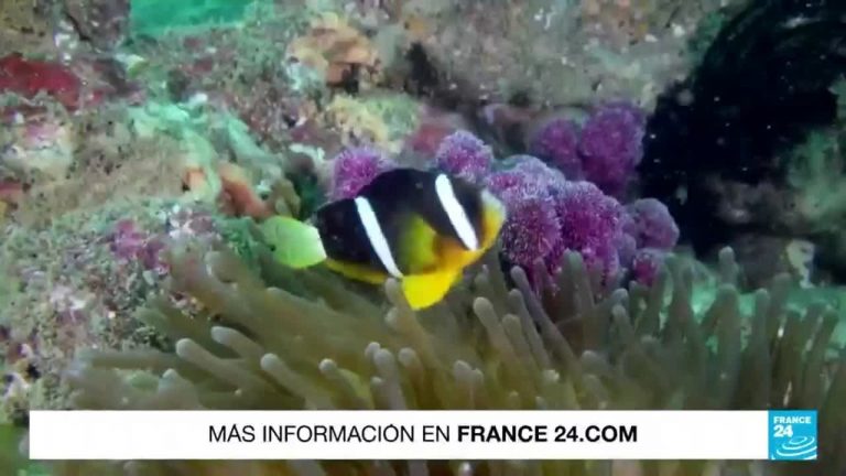 ONU aprueba primer tratado para protección de Biodiversidad marina
