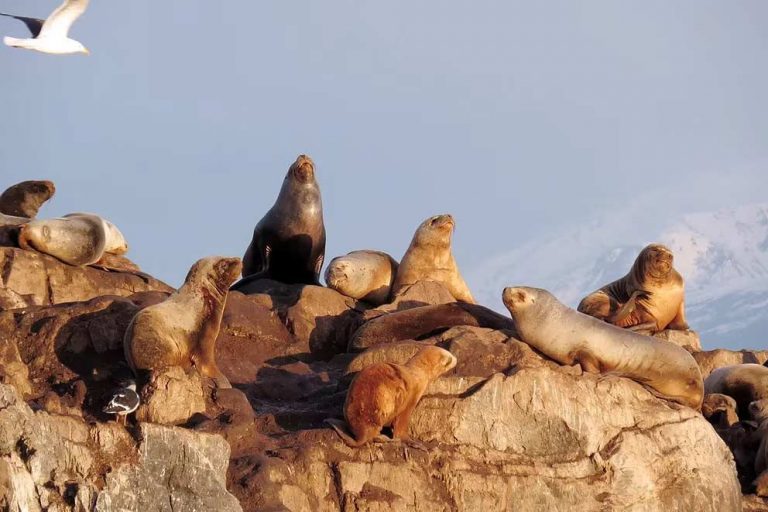 Cierran escollera de Mar del Plata por muerte de lobos marinos a causa de la gripe aviar