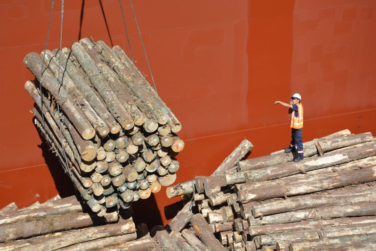 Paysandú:  Exportan más troncos de pino en ultramarinos desde Concepción