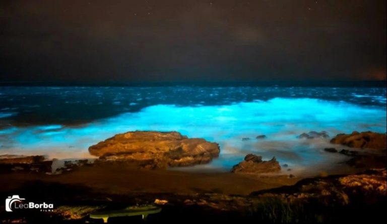 Noctilucas en las costas de Rocha: las impactantes imágenes y el otro organismo que está presente en el mar
