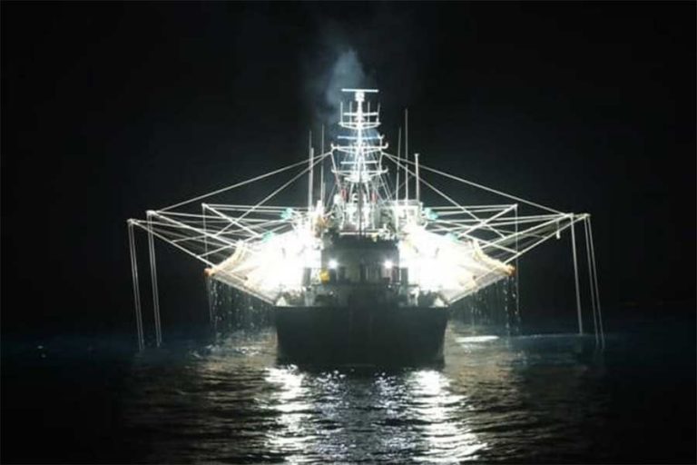 Falklands  e industria de pesca acuerdan cierre anticipado de zafra del Loligo por nivel crítico de biomasa