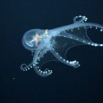 pulpo cristal