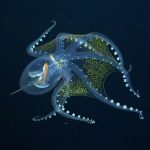 pulpo cristal2