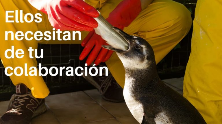 Socobioma busca voluntarios para cuidar a los pingüinos en Maldonado, Uruguay