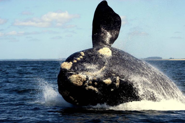 Las ballenas fueron «más felices» y sufrieron menos «estrés ambiental» durante el primer año de pandemia, revela estudio científico