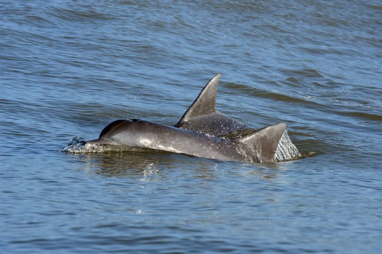 Salven a nuestras toninas: la captura incidental amenaza al delfín en mayor peligro de extinción del Atlántico suroccidental