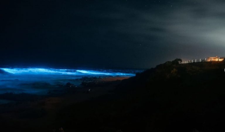 Mucho más que noctilucas: estudian un nuevo fenómeno que podría estar detrás del intenso brillo en el Océano