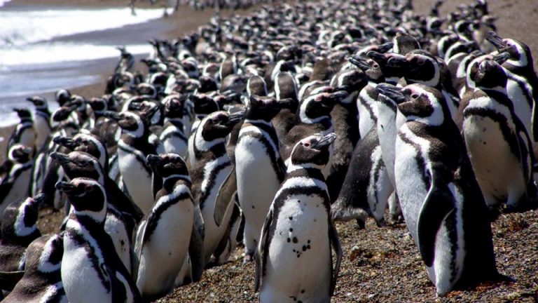 Los científicos dicen que los pingüinos ofician de evaluadores del estado del mar