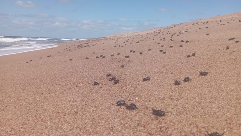 Importante presencia de escarabajos en playas «es un fenómeno natural» y no afecta la salud