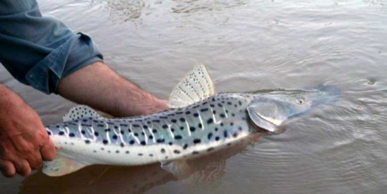 Son 265 surubíes pintados en el río Uruguay