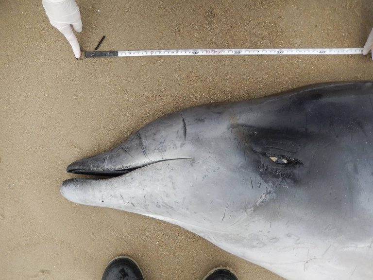 Registran una nueva y rara especie de cetáceo para Uruguay, cuya presencia no estaba confirmada aún en América del Sur