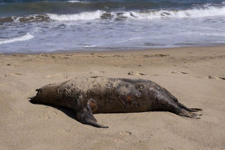 Se registran muertes masivas de elefantes marinos en la Antártida a causa de gripe aviar