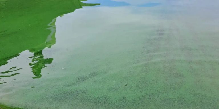Alerta por presencia de cianobacterias en Playa Seré
