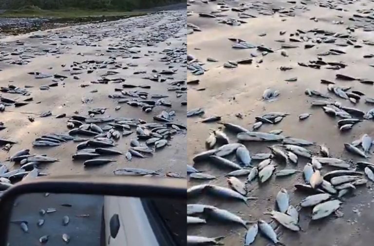 Lo que el agua dejó: miles de peces muertos en Paso Severino tras la inundación