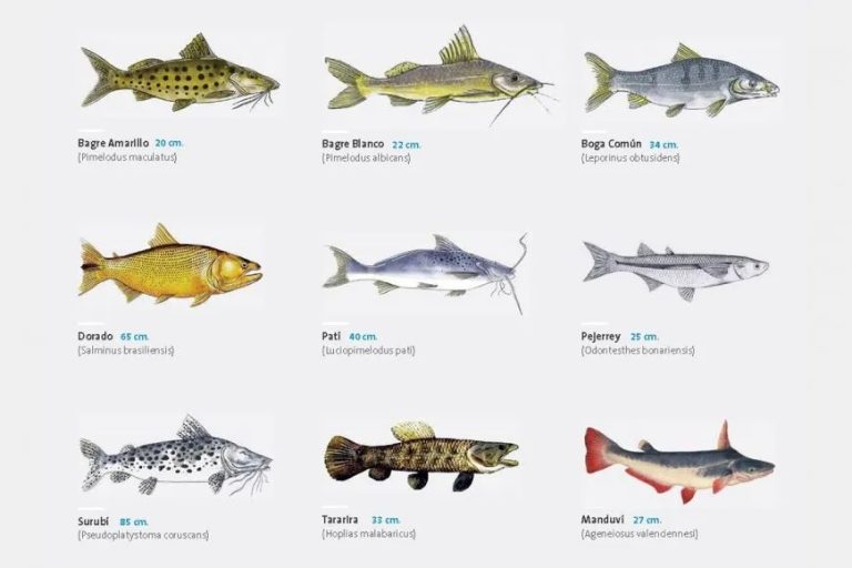 CARU pide se respete la talla mínima de captura de peces