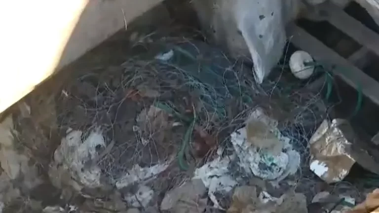 Basura en el mar: afecta el ambiente y la pesca