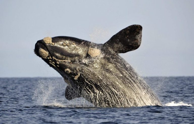 Temporada de ballenas en Uruguay: una gigante del sur pasó frente a la Laguna del Diario