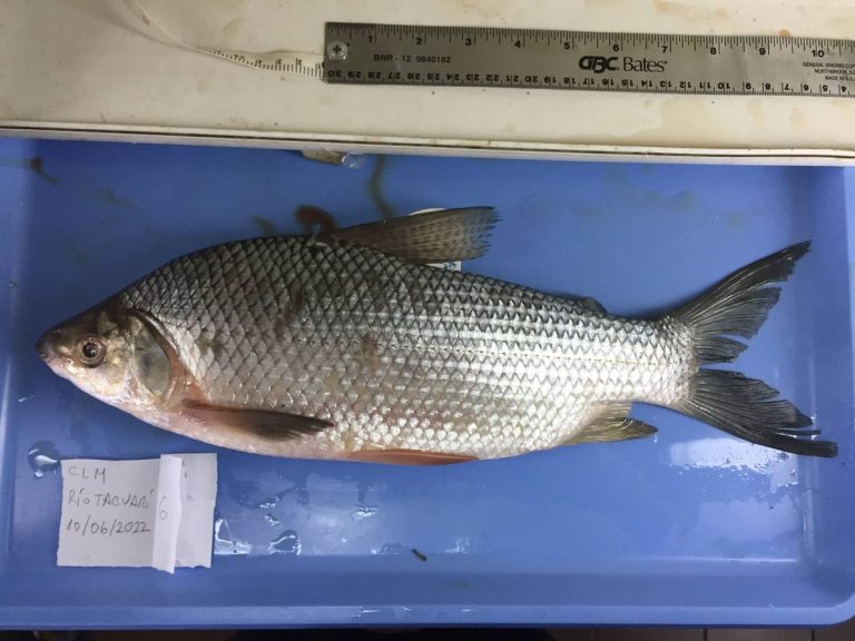 Primer registro de sábalo en la laguna Merín muestra lo poco que se sabe del principal cuerpo de agua dulce de Uruguay