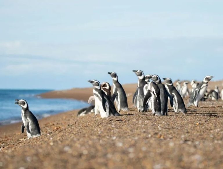 Messi: el curioso pingüino que viajó desde la Patagonia a Uruguay