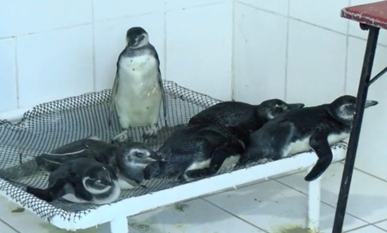 Pingüinos en etapa de migración llegan a las costas debilitados: ¿qué hacer y qué no para ayudarlos?