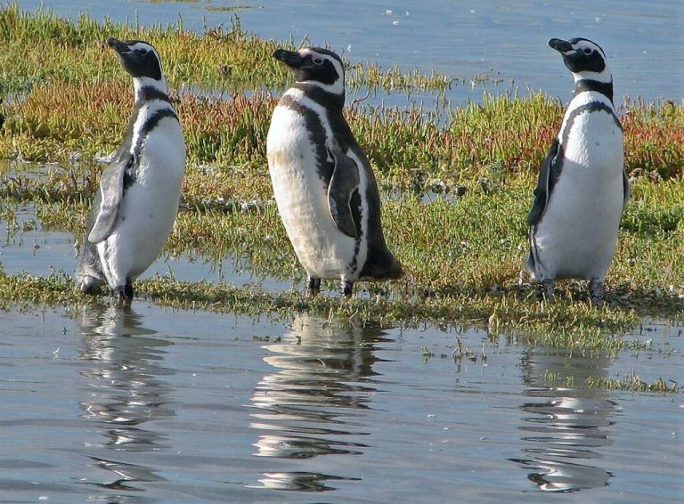 Socobioma rescata pingüinos de Magallanes en las costas uruguayas y lanza charla educativa de concientización en escuelas