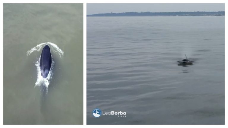 “Qué lindo nuestro mar”: las imágenes de tres orcas nadando desde La Aguada a La Pedrera