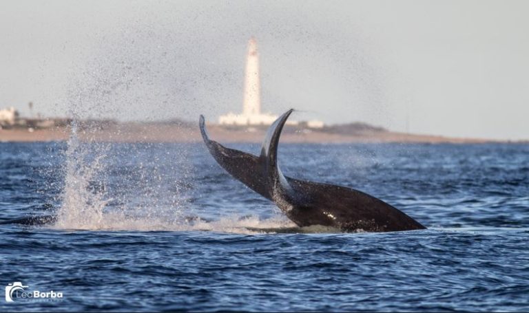 Seis ballenas francas australes, entre ellas una «Morfo gris», fueron avistadas en Aguas Dulces