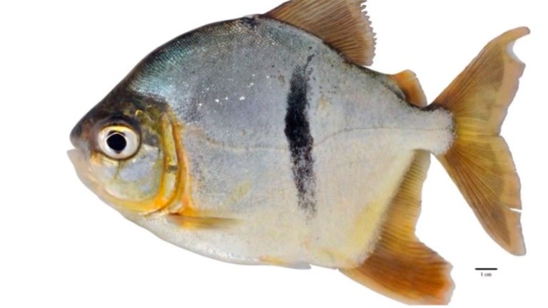 Conocemos a «Myloplus Sauron», una especie de piraña vegetariana e inofensiva que fue descubierta en el río Amazonas