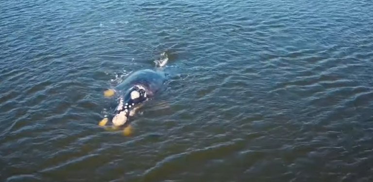 Se enganchó una ballena franca en una boya de fondeo; pudo salir ilesa tras la ayuda de pescadores
