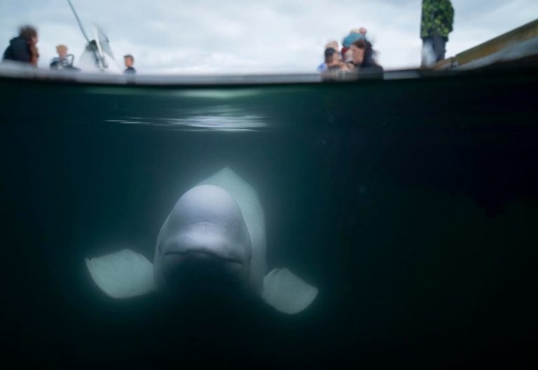Murió la ballena «espía rusa»: el informe preliminar veterinario indica que se le atascó un palo en la boca