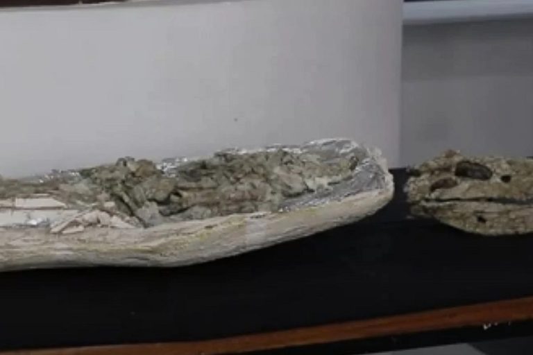 Argentina: encuentran fósiles de animales marinos de hace 150 millones de años en Neuquén