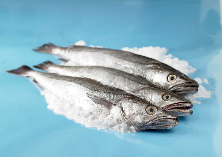 Uruguay: Prórroga en el llamado público para permisos de pesca comercial categoría «A»