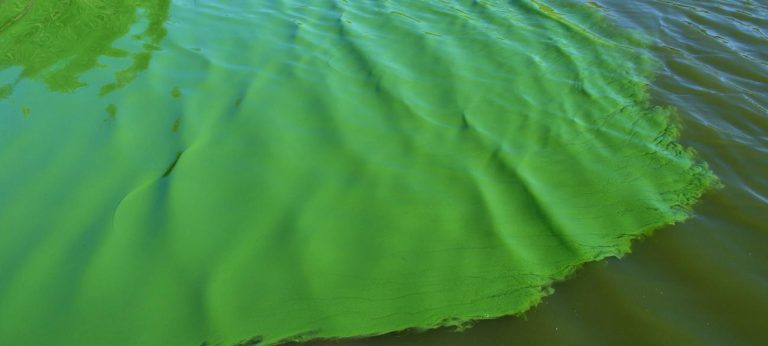 Advertencia del Ministerio de Ambiente sobre floraciones de cianobacterias en la cuenca del Río Negro: riesgo para la salud animal