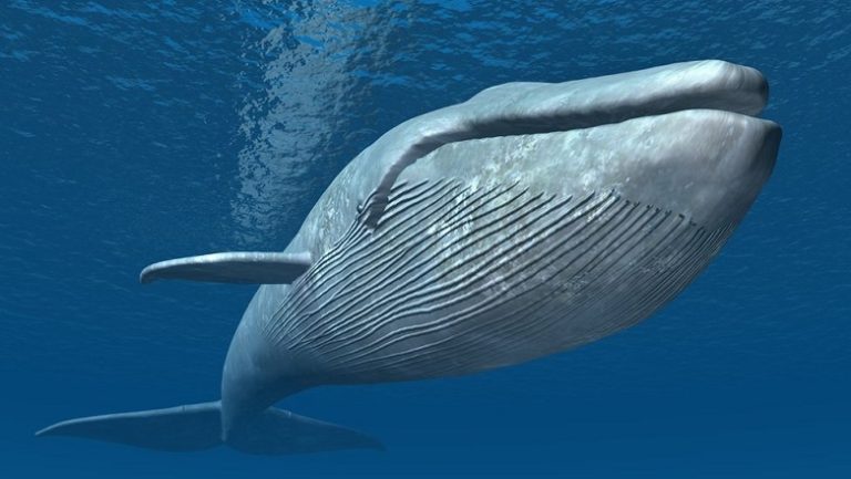 El ADN oculto de las ballenas azules: un sorprendente hallazgo científico