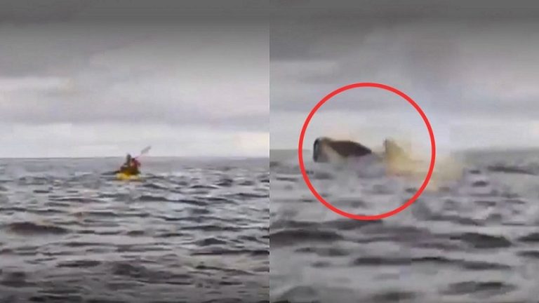 Increíble experiencia en el Estrecho de Magallanes: joven en kayak fue engullido y luego escupido por una ballena