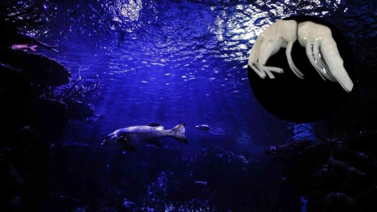 ‘Darkness’: el nuevo depredador marino que domina las profundidades