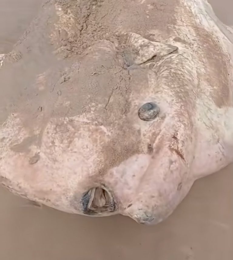 Aparece un Pez Luna muerto en la playa de Solymar