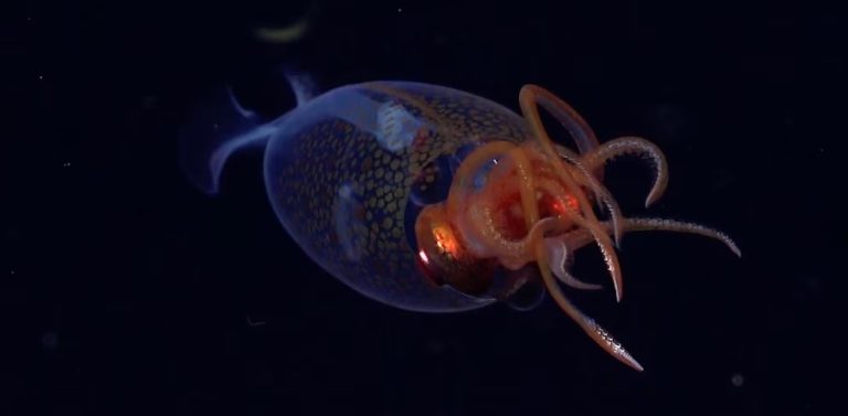 Científicos filman por primera vez un Calamar Colosal vivo en el Atlántico Sur
