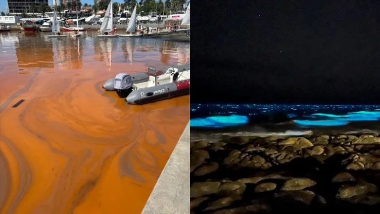 Una mancha anaranjada en el agua: ¿qué pasó en la costa de Punta del Este?