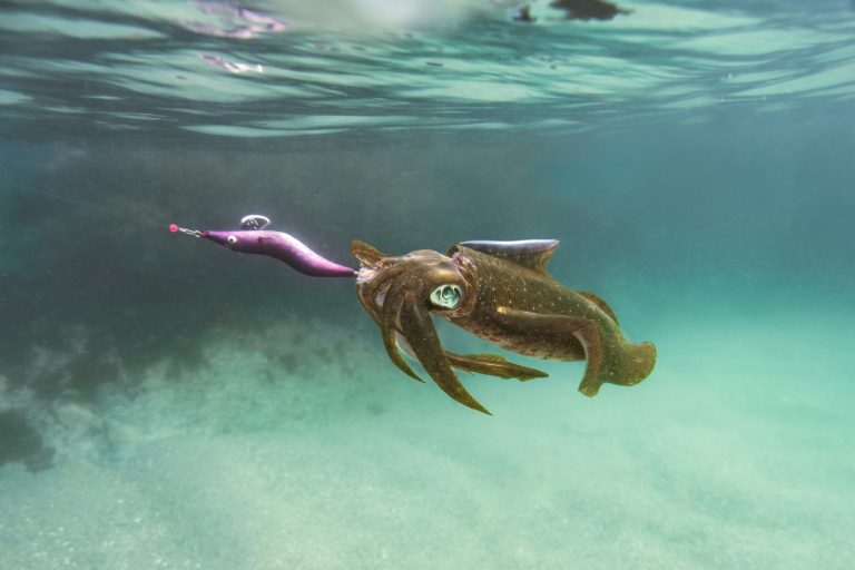 Pesca ilegal y tecnología avanzada china en el Atlántico Sur