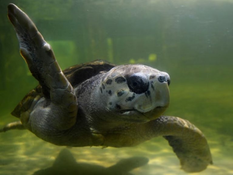 Jorge, el tortugo liberado avanza hacia Brasil tras 40 años de rehabilitación
