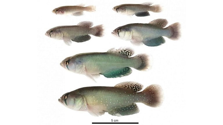 Descubren en Chaco una nueva especie de pez que sobrevive a la sequía