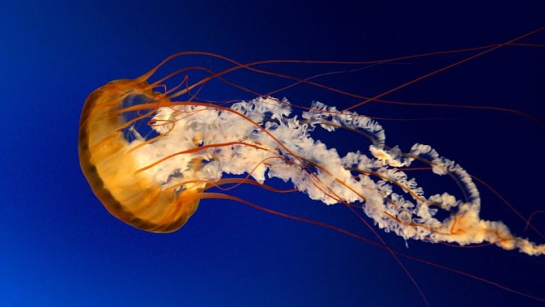 MedusApp: la aplicación española para avistar medusas llega a Uruguay y Argentina