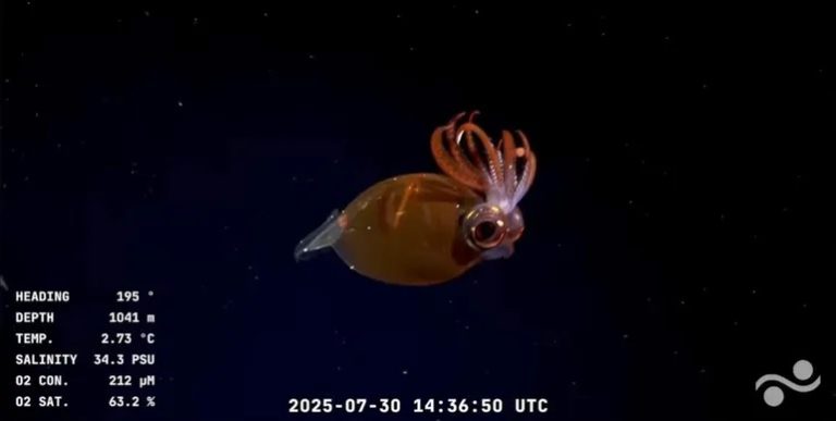 La expedición científica del buque Falkor comienza el 22 de agosto para explorar los secretos del fondo marino uruguayo