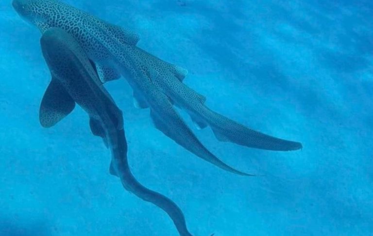 Descubren un raro trío reproductivo de tiburones leopardo en libertad: un avance crucial para su conservación