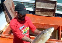 La brótola uruguaya, pez blanco bueno para la salud